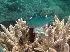 Chromis viridis
