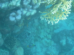 Pycnochromis dimidiatus
