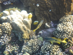Lutjanus monostigma