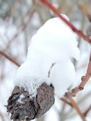 Rabdophaga strobiloides