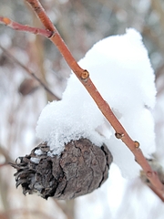 Rabdophaga strobiloides