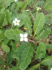 Jaborosa runcinata