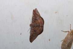 Sphacelodes vulneraria