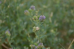 Medicago sativa