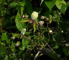 Clematis hedysarifolia