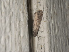 Spodoptera exigua