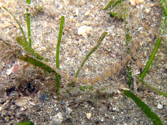 Corythoichthys flavofasciatus