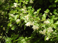 Styrax officinalis