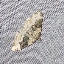 Epirrhoe galiata