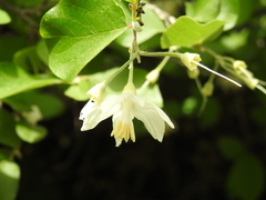 Styrax officinalis