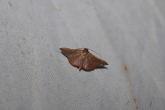Banisia