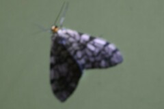 Graphidipus pilifera