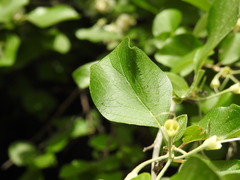 Styrax officinalis