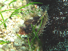 Dendrochirus hemprichi