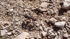 Camponotus cruentatus