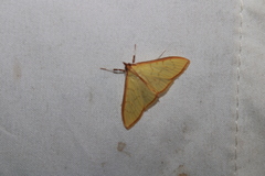 Epicorsia oedipodalis