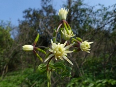 Clematis hedysarifolia