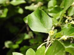 Styrax officinalis