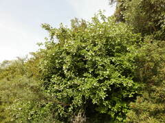 Styrax officinalis