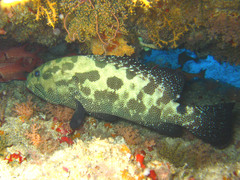 Epinephelus polyphekadion