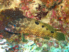 Epinephelus spilotoceps