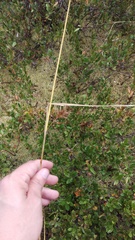 Carex folliculata
