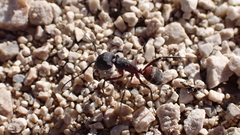 Camponotus cruentatus