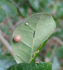 Belonocnema treatae