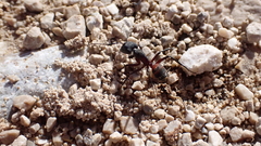 Camponotus cruentatus