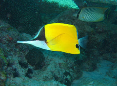 Forcipiger flavissimus