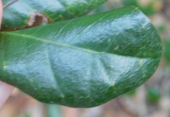 Belonocnema treatae