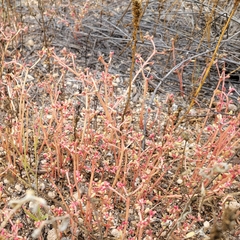 Portulaca halimoides