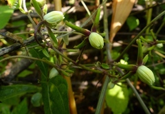 Clematis hedysarifolia