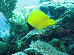 Forcipiger longirostris