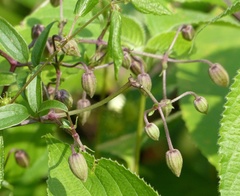 Clematis hedysarifolia