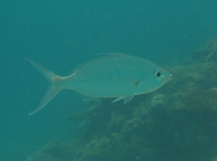 Gerres longirostris