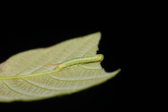Perigonia lusca