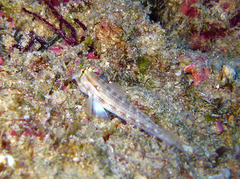 Gnatholepis cauerensis