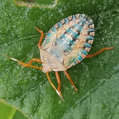 Edessa rufomarginata