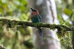 Electron platyrhynchum