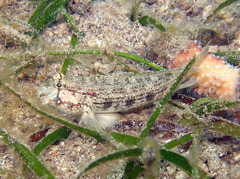 Gnatholepis anjerensis