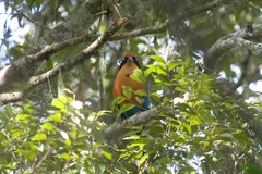 Baryphthengus martii