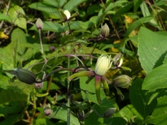 Clematis hedysarifolia