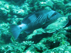 Gracila albomarginata