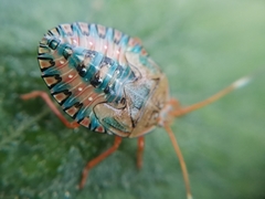 Edessa rufomarginata