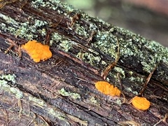 Tremella mesenterica
