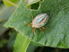 Edessa rufomarginata