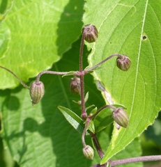 Clematis hedysarifolia