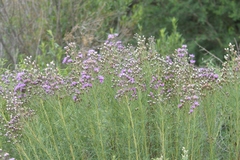 Vernonanthura nudiflora