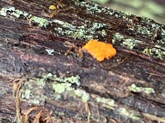 Tremella mesenterica